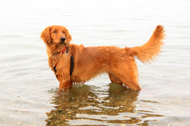 Buy golden retriever and red setter cross Free Shipping