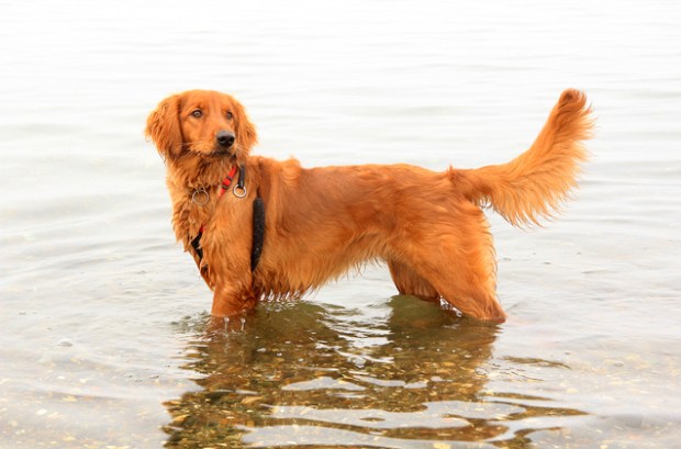 Irish Setter dog